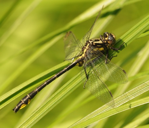 Male
18 June 2014  Rusk, WI